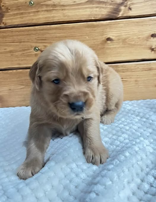 Aladdin - Golden Retriever Puppy