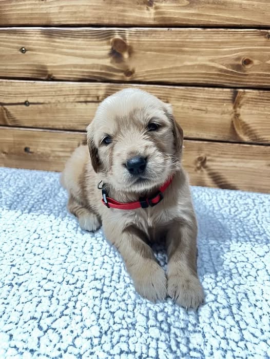 Ariel - Golden Retriever Puppy