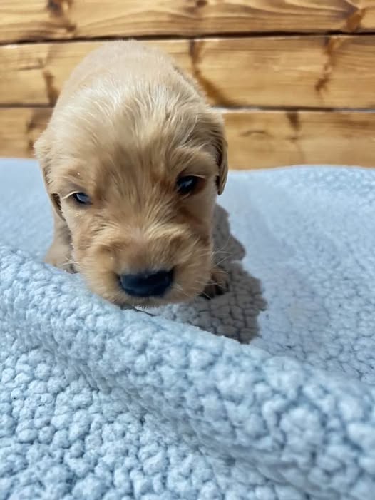 Beast - Golden Retriever Puppy