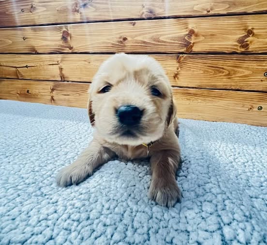 Belle - Golden Retriever Puppy