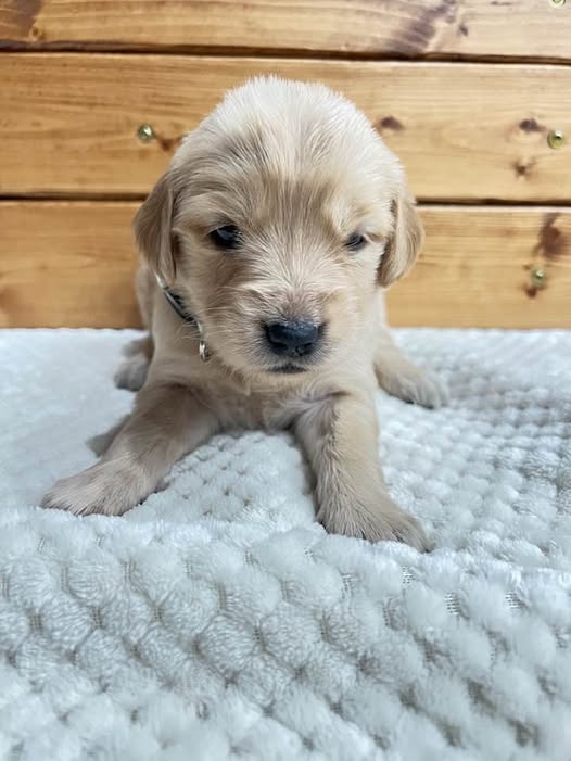 Elsa - Golden Retriever Puppy