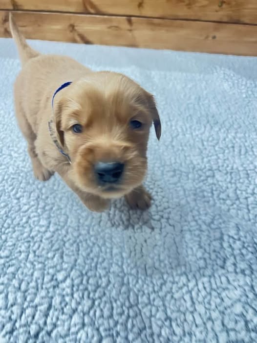 Maui - Golden Retriever Puppy