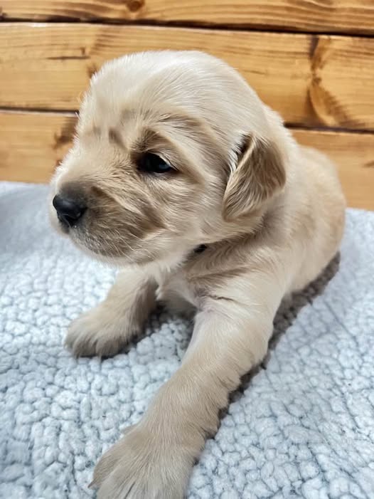 Mirabel - Golden Retriever Puppy