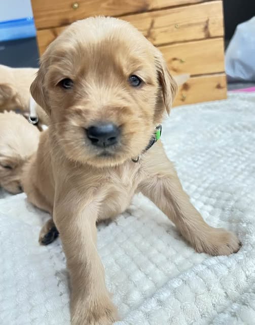Moana - Golden Retriever Puppy