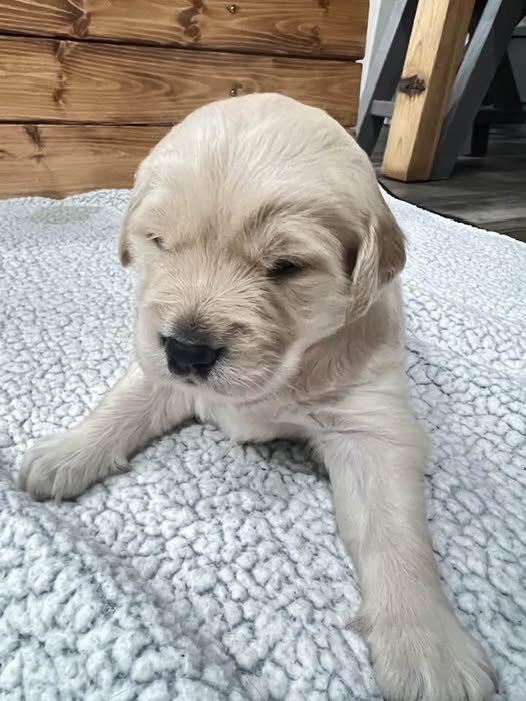 MooMoo - Golden Retriever Puppy