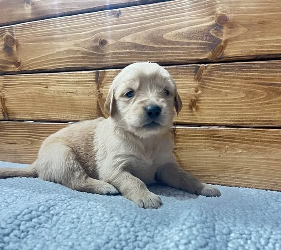 Rapunzel - Golden Retriever Puppy